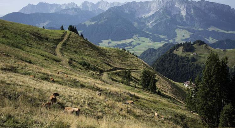 Kaiserwinkl Wandelen ©Tirol Werbung / Hörterer Lisa