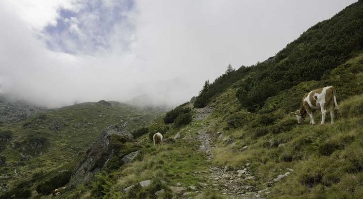 Wildschönau Wandelen ©Tirol Werbung / Krings Maren