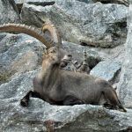 Alpenzoo