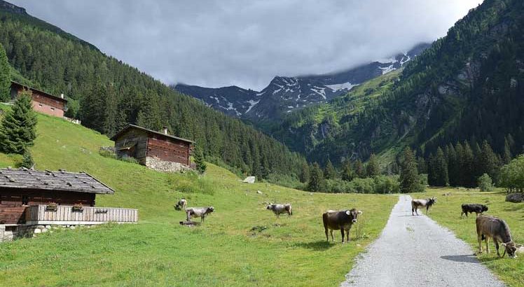 Bergkoeien in Tirol
