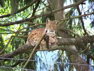 Alpenzoo Lynx Alpenzoo