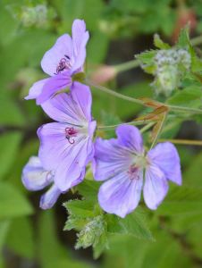 In de zomermaanden staan de weiden en almen vol in bloei. Bloemen