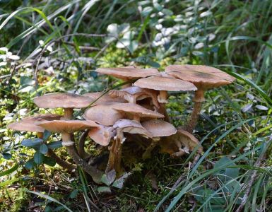 Herfst Herfst